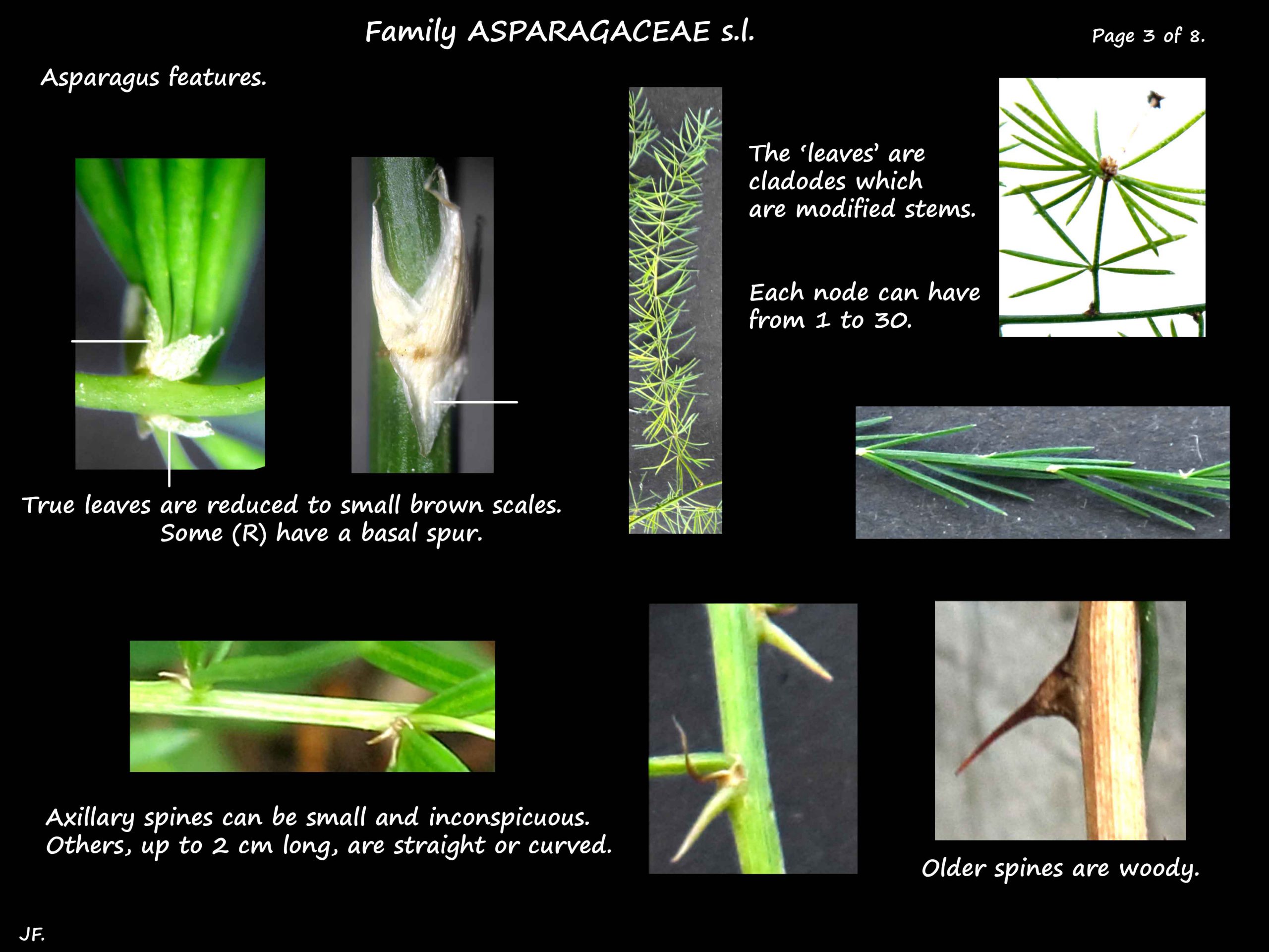 3 Spines on Asparagus stems